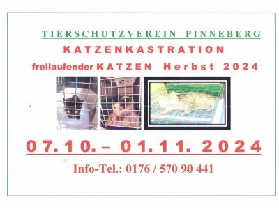 241002-pic-katzenkastration-vorschau